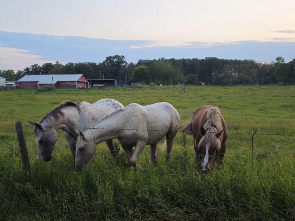 Three horses showing a horse finding its family on a farm.