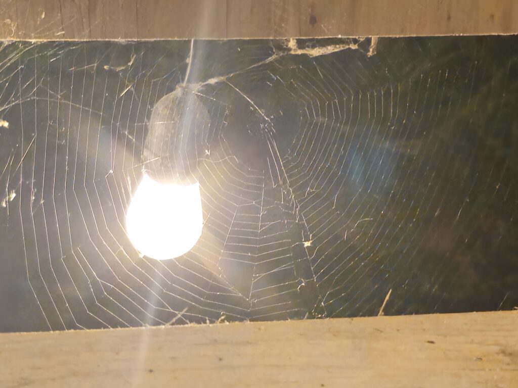 Spider web showing how trapped we can become, despite it being unmoving and possible to avoid. A light signifies the illuminance of the easy to avoid trap.